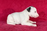 processed/cfeee22f-c44c-4d3d-aa9b-4e9048ffdb42/listing/1a2b0f13-8c16-4c13-8193-d7b604de20e4/80aa7e60-400c-495d-98c1-a81ab853a3e2