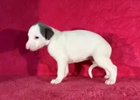 processed/cfeee22f-c44c-4d3d-aa9b-4e9048ffdb42/listing/1a2b0f13-8c16-4c13-8193-d7b604de20e4/ceee1f76-1b9e-4b03-a949-eb5802872c46