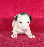 processed/cfeee22f-c44c-4d3d-aa9b-4e9048ffdb42/listing/1a2b0f13-8c16-4c13-8193-d7b604de20e4/dac352ca-0ce1-4960-96dd-679a43c90844