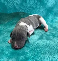 Silk, a male Whippet for sale in Gentry, AR – Photo 2 of 6