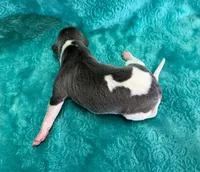 Silk, a male Whippet for sale in Gentry, AR – Photo 4 of 6