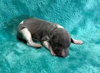 Silk, a male Whippet for sale in Gentry, AR – Photo 5 of 6