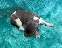 Silk, a male Whippet for sale in Gentry, AR – Photo 1 of 6