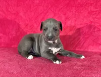 processed/cfeee22f-c44c-4d3d-aa9b-4e9048ffdb42/listing/26136e00-c94f-4652-8841-f1d628b6f21f/ca04bef6-681f-42c3-a736-f8c9cd827475