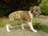 Ginger, a female Whippet for sale in Gentry, AR – Photo 3 of 5