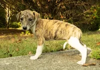 Ginger, a female Whippet for sale in Gentry, AR – Photo 5 of 5