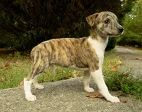 Ginger, a female Whippet for sale in Gentry, AR – Photo 1 of 5