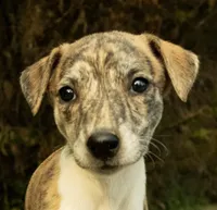 Ginger, a female Whippet for sale in Gentry, AR – Photo 2 of 5