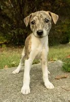 Ginger, a female Whippet for sale in Gentry, AR – Photo 4 of 5