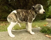 Muffin, a male Whippet for sale in Gentry, AR – Photo 3 of 4