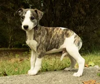 Muffin, a male Whippet for sale in Gentry, AR – Photo 1 of 4