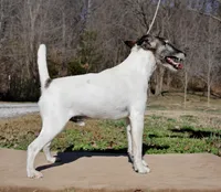 Jessie, a male Smooth Fox Terrier for sale in Gentry, AR – Photo 3 of 4