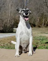 Jessie, a male Smooth Fox Terrier for sale in Gentry, AR – Photo 2 of 4