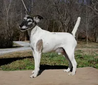 Jessie, a male Smooth Fox Terrier for sale in Gentry, AR – Photo 4 of 4