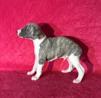 processed/cfeee22f-c44c-4d3d-aa9b-4e9048ffdb42/listing/35a9ecd5-7880-47e9-8f8b-ee84b97c60e8/3627cba6-bced-45a4-b5ad-433d023e3cd9