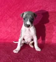 processed/cfeee22f-c44c-4d3d-aa9b-4e9048ffdb42/listing/35a9ecd5-7880-47e9-8f8b-ee84b97c60e8/68821c9e-4aec-4836-b8d5-56d7af8b2ea8