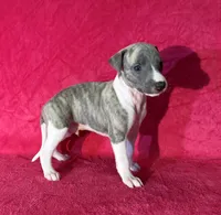 processed/cfeee22f-c44c-4d3d-aa9b-4e9048ffdb42/listing/35a9ecd5-7880-47e9-8f8b-ee84b97c60e8/6968c6dc-f72c-4c74-9c24-a606c938b952