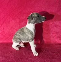 processed/cfeee22f-c44c-4d3d-aa9b-4e9048ffdb42/listing/35a9ecd5-7880-47e9-8f8b-ee84b97c60e8/70e3d520-057f-4751-92de-b4aaddeec10f