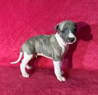 processed/cfeee22f-c44c-4d3d-aa9b-4e9048ffdb42/listing/35a9ecd5-7880-47e9-8f8b-ee84b97c60e8/b18cc544-05ca-4c3a-a978-f3055668133b