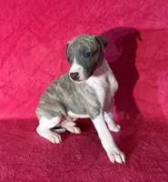 processed/cfeee22f-c44c-4d3d-aa9b-4e9048ffdb42/listing/35a9ecd5-7880-47e9-8f8b-ee84b97c60e8/cb8869df-d10e-4c9e-906d-148883b84188