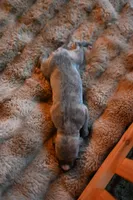 Zephyr, a male Whippet for sale in Gentry, AR – Photo 7 of 7