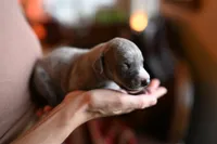 Zephyr, a male Whippet for sale in Gentry, AR – Photo 3 of 7