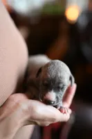 Zephyr, a male Whippet for sale in Gentry, AR – Photo 1 of 7