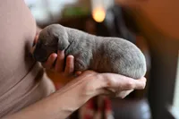 Zephyr, a male Whippet for sale in Gentry, AR – Photo 6 of 7