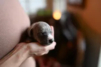 Zephyr, a male Whippet for sale in Gentry, AR – Photo 2 of 7