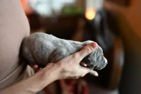 Zephyr, a male Whippet for sale in Gentry, AR – Photo 4 of 7