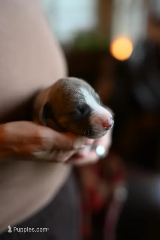 Slate – Whippet puppy for sale in Gentry, AR