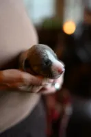 Slate, a male Whippet for sale in Gentry, AR – Photo 1 of 9