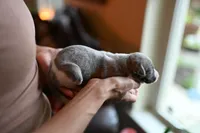 Slate, a male Whippet for sale in Gentry, AR – Photo 5 of 9
