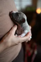 Slate, a male Whippet for sale in Gentry, AR – Photo 2 of 9