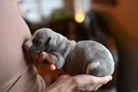 Slate, a male Whippet for sale in Gentry, AR – Photo 7 of 9