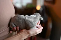 Slate, a male Whippet for sale in Gentry, AR – Photo 4 of 9