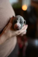 Slate, a male Whippet for sale in Gentry, AR – Photo 3 of 9