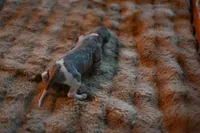 Slate, a male Whippet for sale in Gentry, AR – Photo 9 of 9