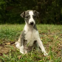 Peanut, a male Whippet for sale in Gentry, AR – Photo 4 of 4