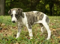 Peanut, a male Whippet for sale in Gentry, AR – Photo 3 of 4