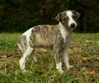 Peanut, a male Whippet for sale in Gentry, AR – Photo 1 of 4