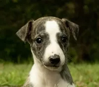 Peanut, a male Whippet for sale in Gentry, AR – Photo 2 of 4