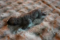 Tawny, a male Whippet for sale in Gentry, AR – Photo 8 of 8