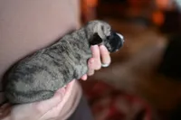Tawny, a male Whippet for sale in Gentry, AR – Photo 6 of 8