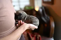 Tawny, a male Whippet for sale in Gentry, AR – Photo 2 of 8