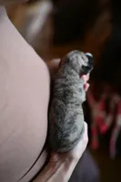 Tawny, a male Whippet for sale in Gentry, AR – Photo 5 of 8