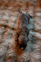 Tawny, a male Whippet for sale in Gentry, AR – Photo 7 of 8