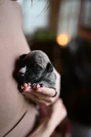 Tawny, a male Whippet for sale in Gentry, AR – Photo 3 of 8