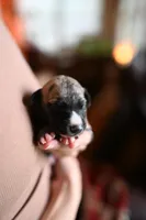 Tawny, a male Whippet for sale in Gentry, AR – Photo 1 of 8