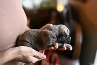 Tawny, a male Whippet for sale in Gentry, AR – Photo 4 of 8